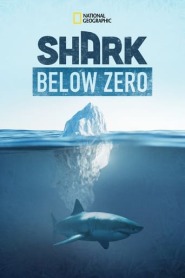 Ver Filme Shark Below Zero Online Gratis